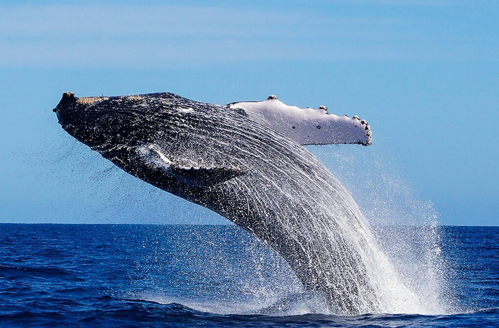 世界一巨大な哺乳類と呼ばれるクジラは12月頃~4月頃がシーズン