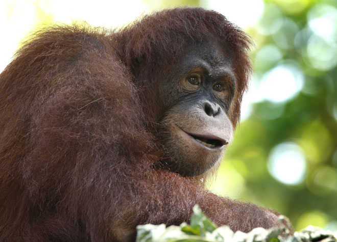 コタキナバル イメージ3